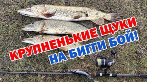 БИГБЕЙТЫ ПРОДОЛЖАЮТ РАДОВАТЬ ПОКЛЕВКАМИ КРУПНЫХ ЩУК