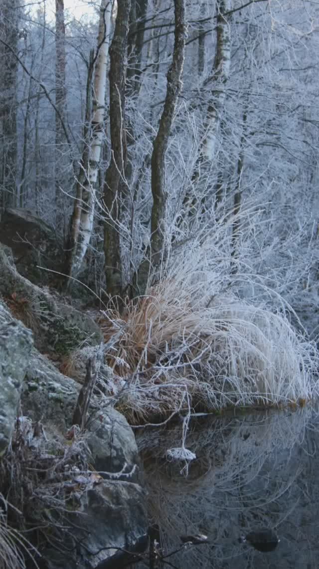 Карельский перешеек 2007. Иней на деревьях. Большие скалы. Ноябрь 2007г (Часть 2).mp4 смотреть онлайн