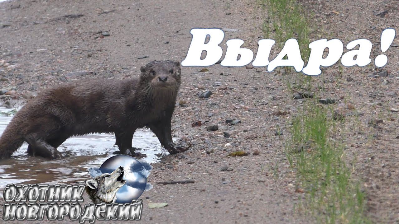 Выдра! смотреть онлайн