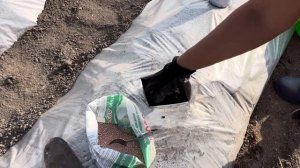 СЕКРЕТЫ ПОСАДКИ АРБУЗА В ОТКРЫТЫЙ ГРУНТ НА СРЕДНЕМ УРАЛЕ