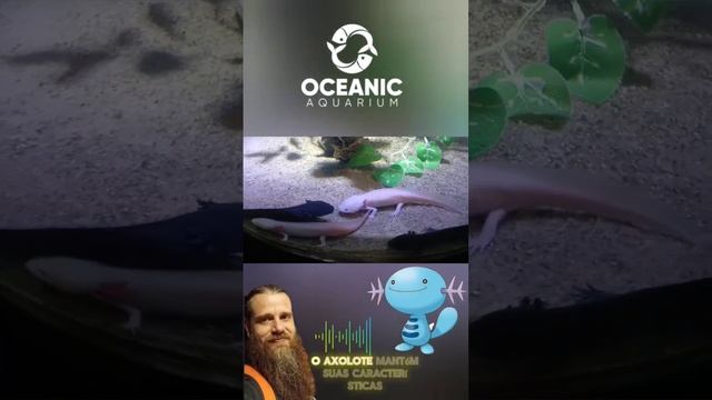 Axolotes do Oceanic Aquarium BC. смотреть онлайн