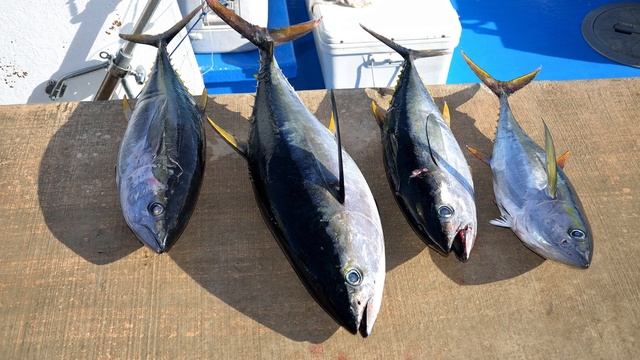 Descubre Cómo Preparar Sashimi De Atún Fresco Y Delicioso En Casa