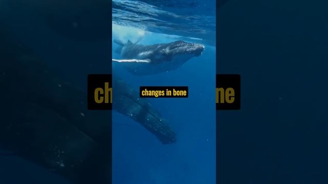 The evolution of whales a little people knew. #short #whales смотреть онлайн
