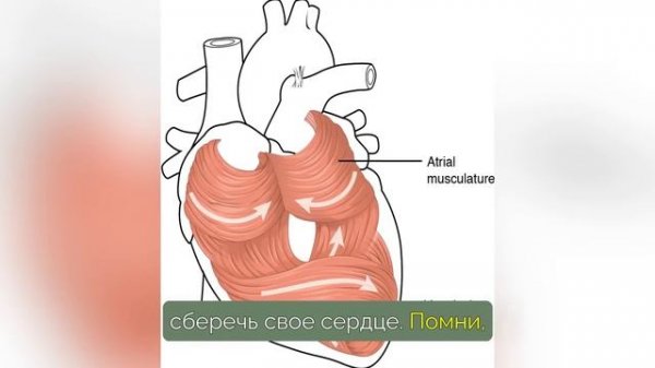 5 вещей, которые могут СПАСТИ ВАШУ ЖИЗНЬ при ИНФАРКТЕ (В ОДИНОЧКУ)!