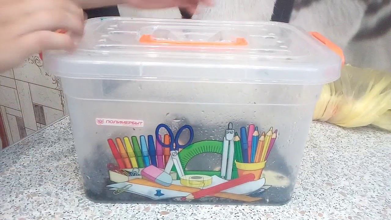 Как я ухаживаю за улитками(новые жельцы) смотреть онлайн