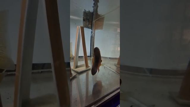 Зарождение жизни! смотреть онлайн