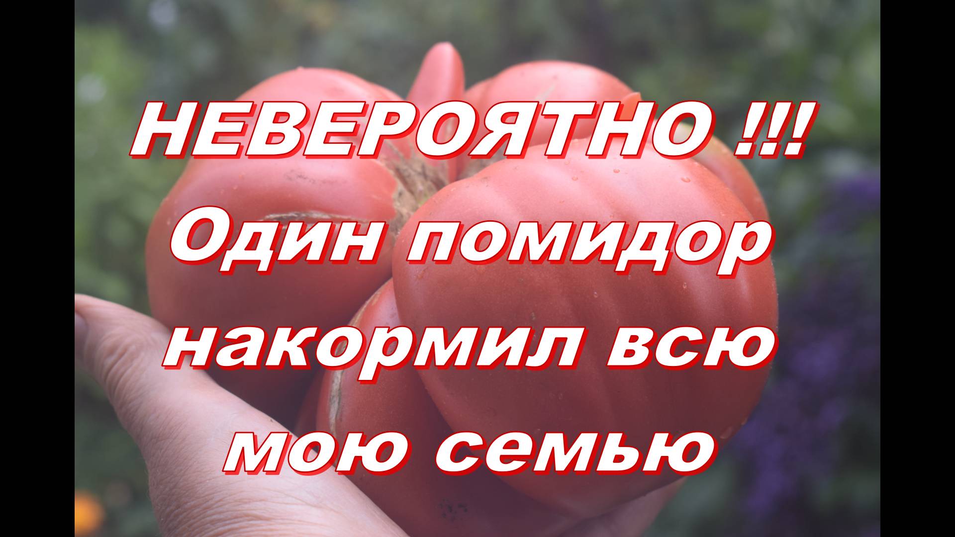 Удивительно, но одним помидором смогла накормить всю семью смотреть онлайн