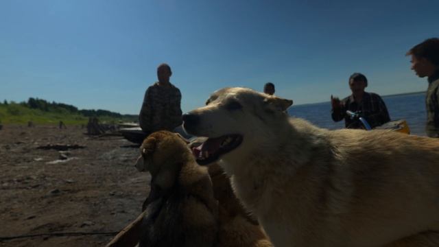 Пушистая банда на Енисее. Медведь сам нарвался, Таймени на Келлоге клевали круто.... смотреть онлайн