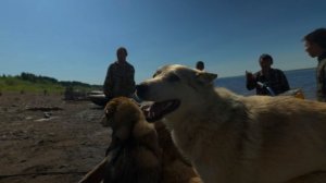 Пушистая банда на Енисее. Медведь сам нарвался, Таймени на Келлоге клевали круто....