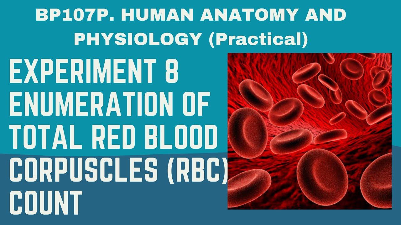 EXPERIMENT 8 : Enumeration of total red blood corpuscles (RBC) count | ANATOMY PRACTICAL FILE WORK смотреть онлайн