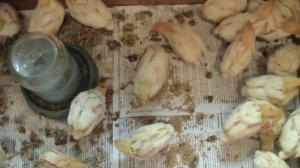 Выращивание перепелок в домашних условиях. #славянск #перепелки #выращиваем