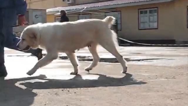 Миа Миа Бухара смотреть онлайн