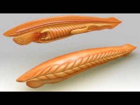 Cleavage , Blastulation and Gastrulation in Branchiostoma - Part 2 смотреть онлайн