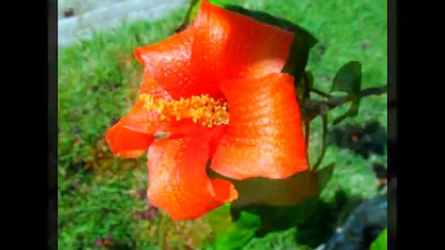 Hibiscus Tiliaceus: In the Gardens of Cuba смотреть онлайн