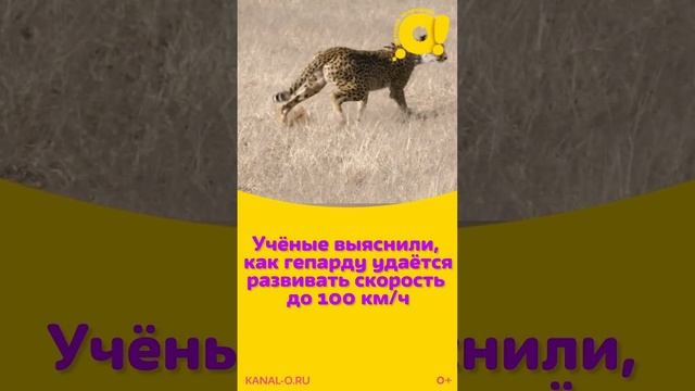 Вам нравятся гепарды? смотреть онлайн