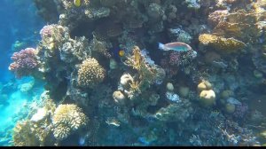 🇪🇬 ШАРМ / V HOTEL RESORT 5 ⭐️ / ПЕРВАЯ ЛИНИЯ / Sharks bay / Свежий обзор /