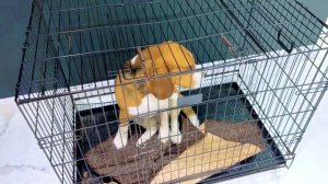 СОБАКА, КОТОРАЯ НЕ ЛЮБИТ МЫТЬСЯ. ХИМЧИСТКА ЛОЯ ШЕРЛОКА. БРОС ШОУ ПЕТ