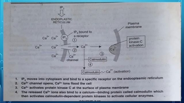 Role of Ca in Biological Processes: Part III by Dr. Uttra Chandrawat смотреть онлайн
