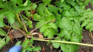 Что такое пастернак? Чем он полезен и как его употреблять? #урожай #овощи #сад