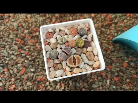 ЖИВЫЕ КАМНИ☀️ Пересадка☀️ Обзор☀️ смотреть онлайн