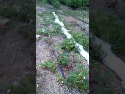 Клубника.Азия.Альба.Жимолость.На 26.05.2021 смотреть онлайн