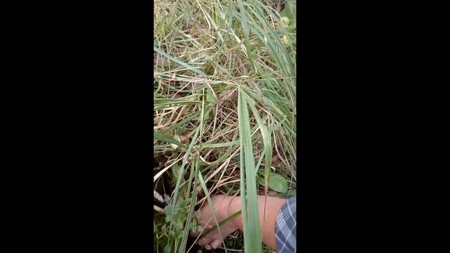 😆🏡🍄БЕЛАРУСКАЯ ДЕРЕВЕНЬКА. СУХОЙ СЕНТЯБРЬ 2024. ГРИБАЛКА ПРЯМО У ДОМА. ОПЯТА НА ПЕНЬКЕ. БРАСЛАВЩИНА смотреть онлайн