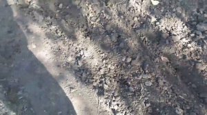 Лучшие сорта озимого лука, посадка лука под зиму.