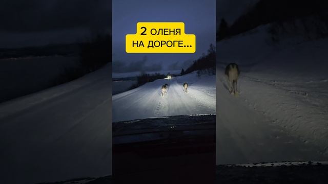2 Оленя на дороге ! смотреть онлайн