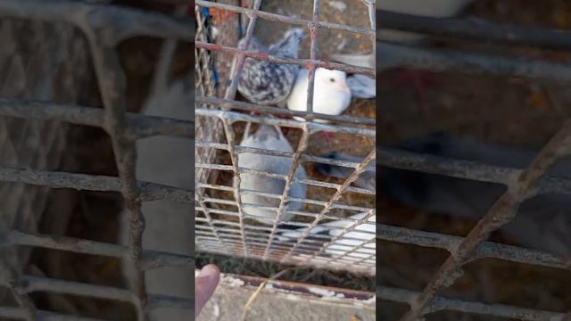 Часть 1. Ярмарка голубей в г. Кореновске #pigeon #kabootar #голуби #kabutar #tauben #birds
