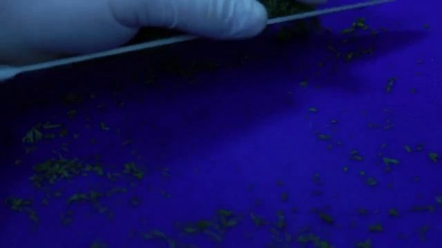 Готовим вареники с картошкой смотреть онлайн