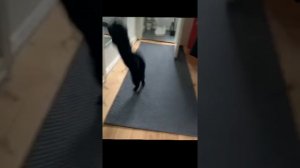 Демонический название кот 🐈.