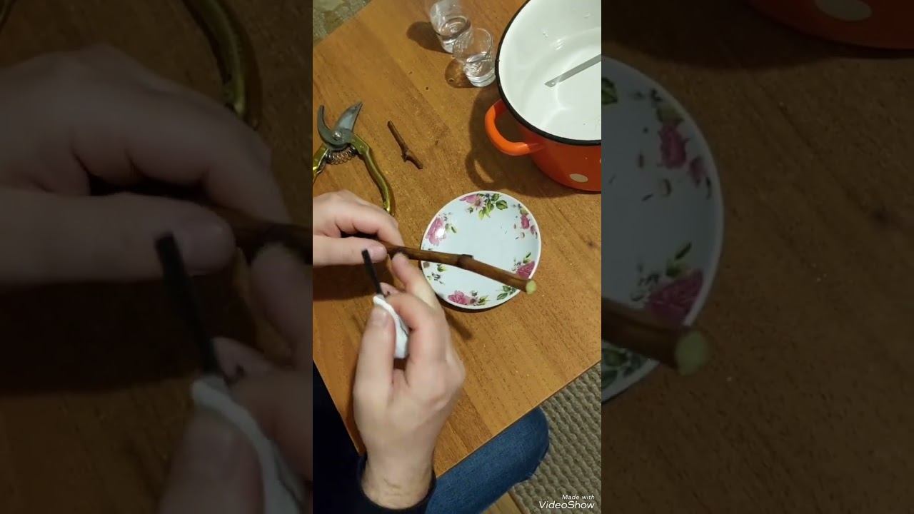 делаем привитые вегетирующие саженцы. часть 4 готовим подвой смотреть онлайн