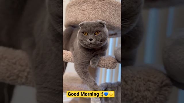 Good Morning:) #nataliyamashika смотреть онлайн