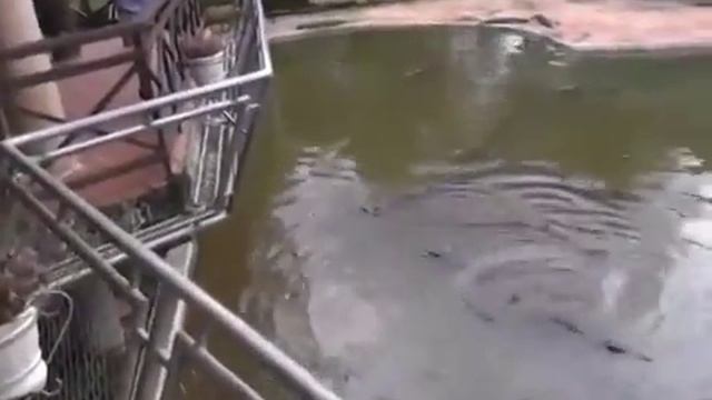 Рыбалка крокодилов смотреть онлайн