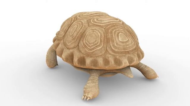 turtle statuette смотреть онлайн