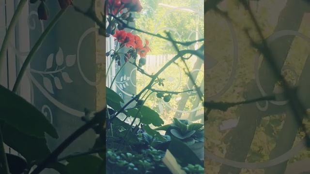 Земляничная микориза для комнатного лимона.Творит чудеса