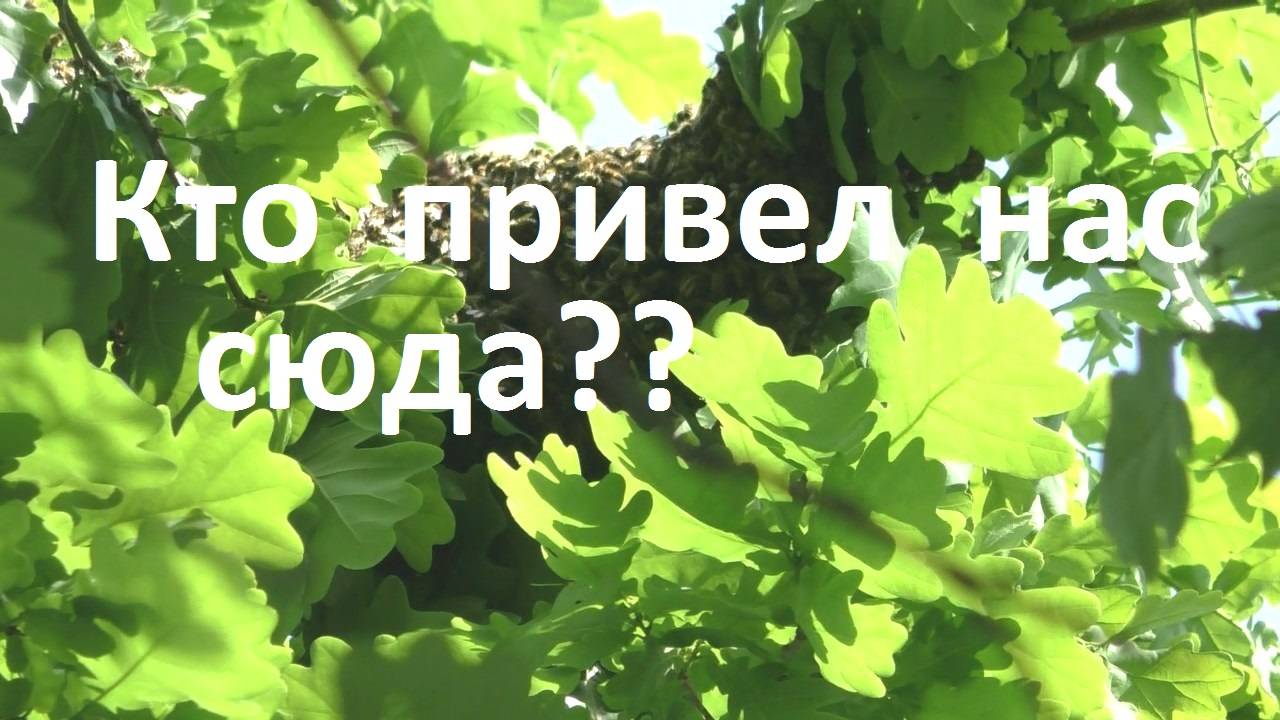 Кто определяет место, где привиться рою пчел смотреть онлайн
