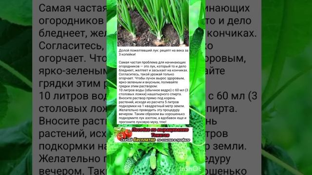 Секреты выращивания зелёного лука смотреть онлайн