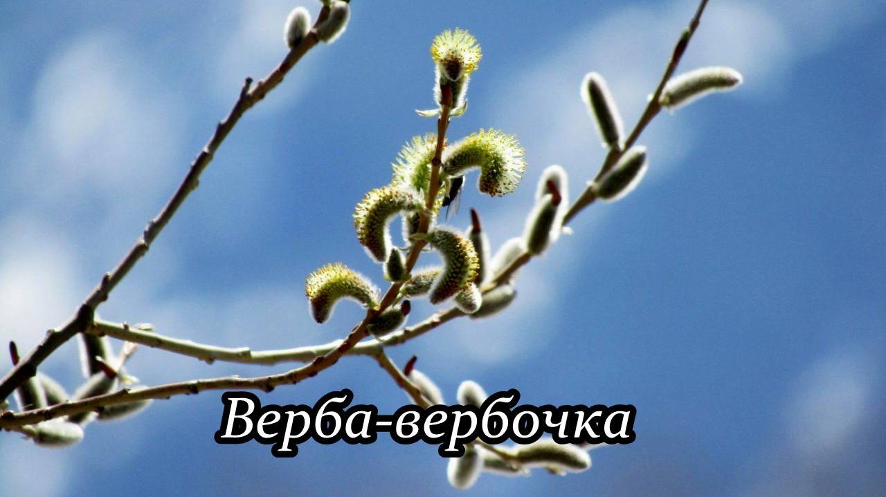 Верба-вербочка смотреть онлайн