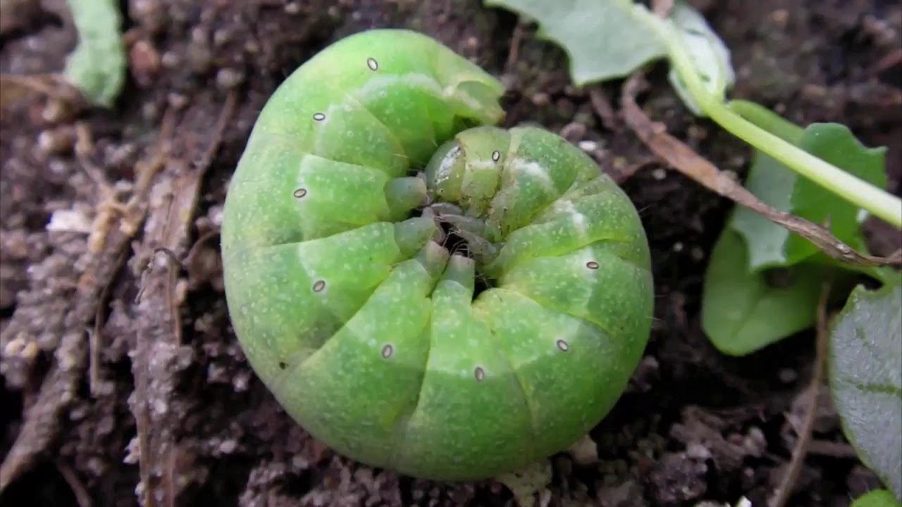 пластилин гусеница