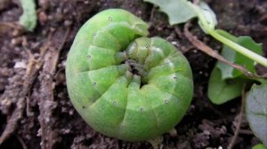 пластилин гусеница