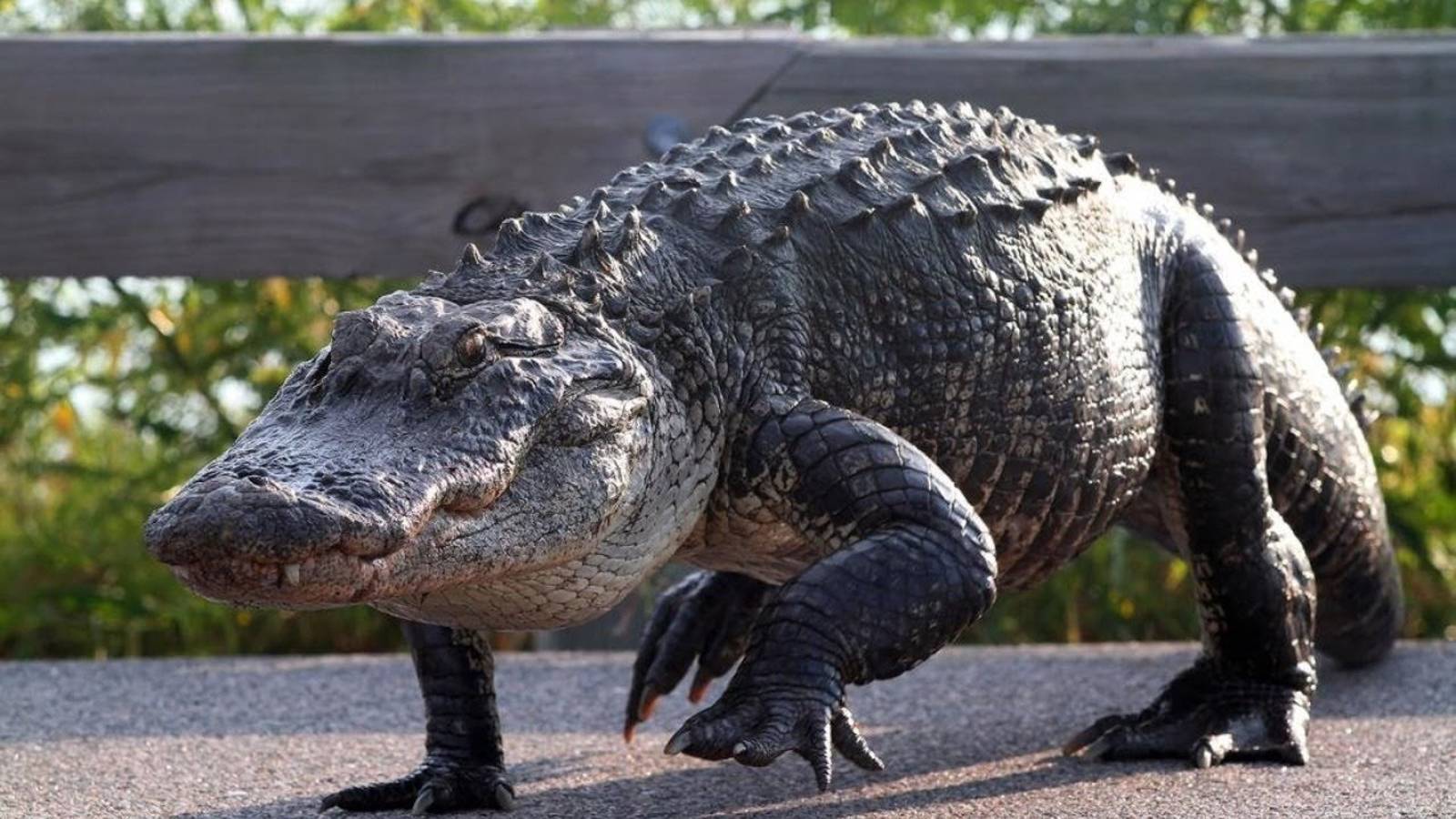 ☢ Аллигатор и ЯГ ПЗ ДЖИ 100 ☢ смотреть онлайн