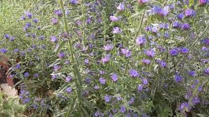 Синяк - медоносное и лекарственное растение. 14 июня 2023 г.