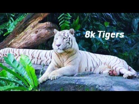 8K White Tiger Ultra HD  Video-Amazing  Wolves In 8K TV| #animals_videos