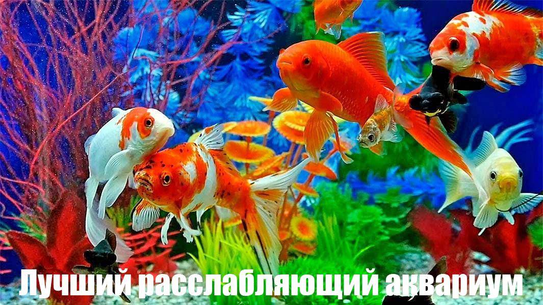 Нежный и крепкий СОН, глубокий релакс и успокоение нервной системы смотреть онлайн