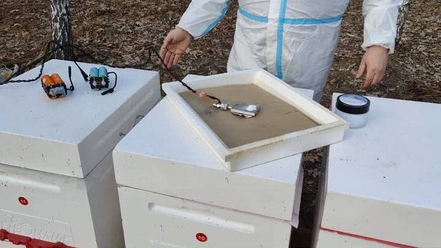 Первая обработка пчёл ЩАВЕЛЕВОЙ | МУРАВЬИНОЙ кислотной от клеща весной