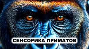 10.3. Сенсорные системы приматов
