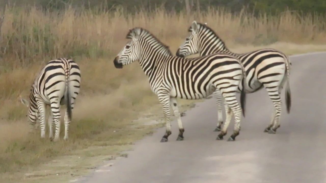 Afrikas Wildnis - Simbabwe und Botswana смотреть онлайн