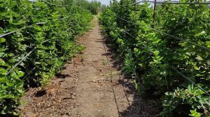 Ежевика Блек джем на открытом грунте в Крыму.