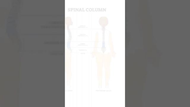 Spinal Column| Cervical spine| Dorsal Spine| Lumbar sacral spine #spine смотреть онлайн